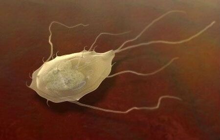 Giardia are parasites too!