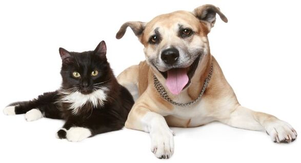 animals are a source of parasite infection