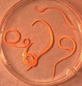 The parasites of man's ascarid