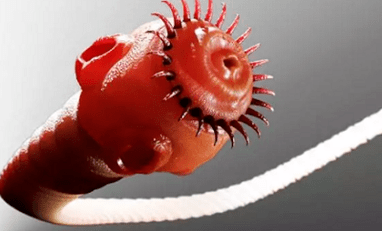 What can parasites live in the human body